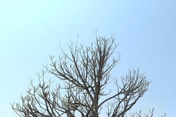 Buckeye Rosskastanie Aesculus hippocastanum on clean Background. Nice 3D Rendering
