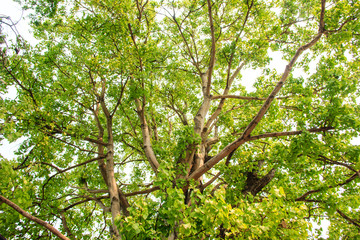 Green tree in forest