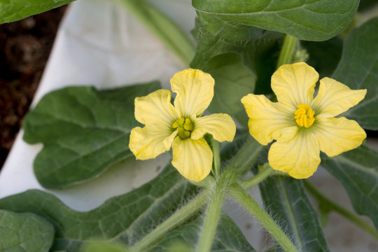 flor femenina y masculina de sand&iacute;a