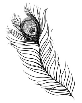 Peacock feather. Black and white illustration. Tattoo