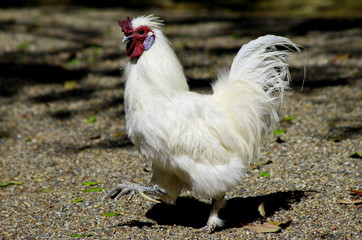 白い烏骨鶏