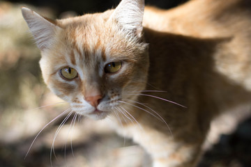 Close up picture of red cat. Beautiful eyes. 