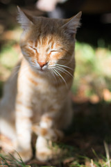 Obraz premium Slumbering red cat. Beautiful short-hair cat. Sunny weather. Warm atmoshere.