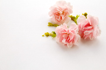 Naklejka na ściany i meble Mother's day card. Pink carnations.