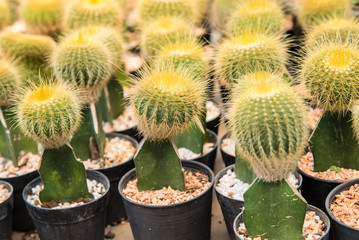 Cactus  farm in greenhouse.