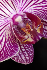 Orchid