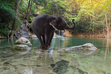 Erawan Waterfall with elephant