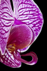 Orchid