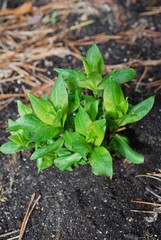 Green shoots of phlox after rain in April. Springtime in the garden.