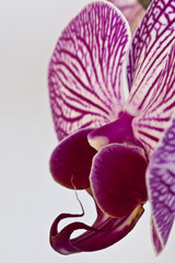 Orchid