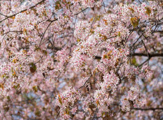sakura
