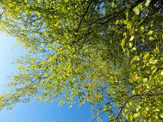 Fototapeta premium Birch tree and blue sky