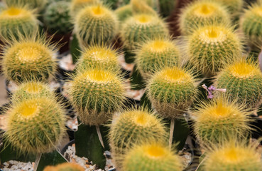 Cactus  farm in greenhouse.