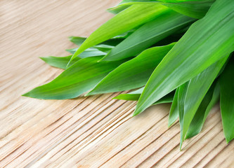 B&auml;rlauch auf Holz