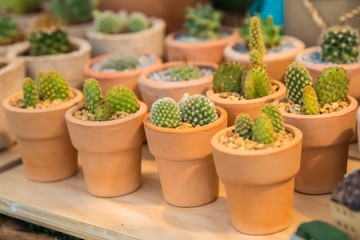 Fototapeta na wymiar Cactus farm in greenhouse.