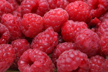 A beautiful selection of freshly picked ripe red raspberries.