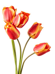 Fototapeta premium Flowers