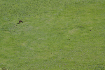 Cabra doméstica pastando en un prado verde en primavera.
