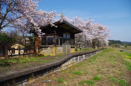 廃止された駅と桜