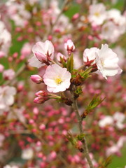 桜の花