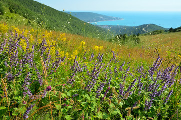 Fototapeta na wymiar Wild flowers on mountain meadow