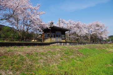 中居駅の春