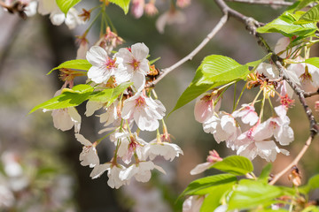 sakura
