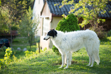 Russian Wolfhound dog posing outdoor