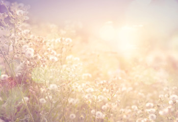 Vintage photo of abstract nature background with wild flowers and plants dandelions in sunlight © jakkapan