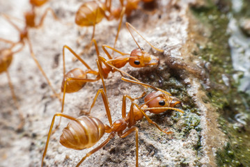 Red ant is drinking water.