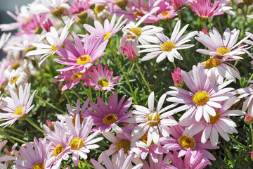 Fototapeta na wymiar beautiful white and pink daisies