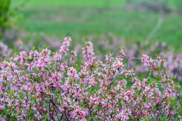 Fototapeta premium Dwarf Russian almond
