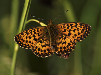 Natterwurz-Perlmutterfalter (Boloria titania) am Fruchtstand einer Segge (Carex) in einer Feuchtwiese in Pontresina im Engadin