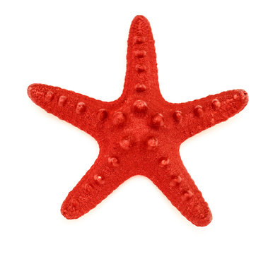 Decorative red sea star