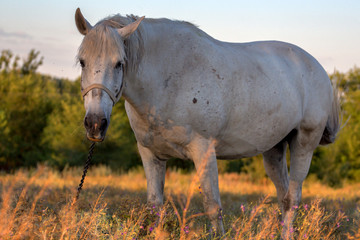 Obraz premium Mare in rural landscape