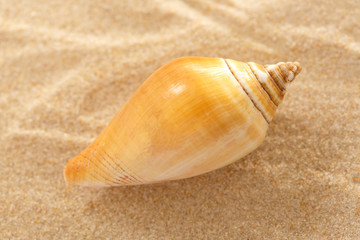 Seashell in wavy sand