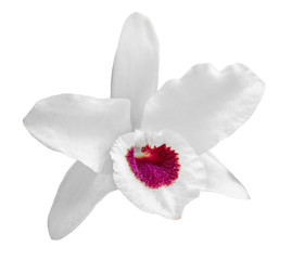White dendrobium nobile flower, macro, plant, close up, isolated - obrazy, fototapety, plakaty