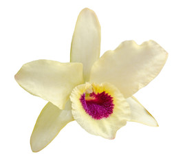 Yellow dendrobium nobile flower, macro, plant, close up, isolated