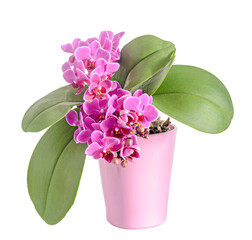 Purple, pink orchids flowers, Orchidaceae, Phalaenopsis