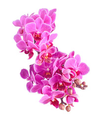 Purple, pink orchids flowers, Orchidaceae, Phalaenopsis isolated