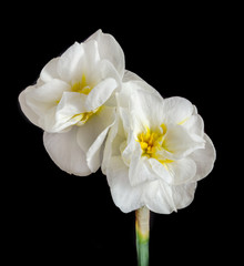 Obraz premium White daffodil flowers, narcissus, yellow middle pistil, close up