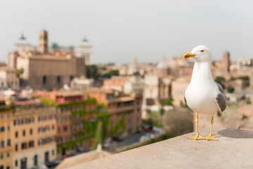 Closeup of a seagull with Rome city centre as background