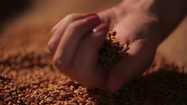 Hard-working farmer holding handful of grain seeds, proud of labor results