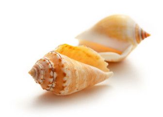 Seashells on white background in closeup