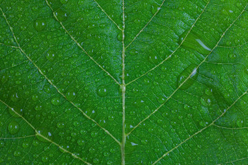 Water droplets on a green leaf.