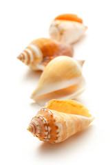 Many seashells on white background