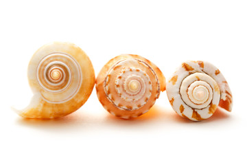 Seashells on white background in closeup