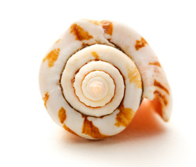 Single seashell on white background