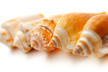 Many seashells on white background