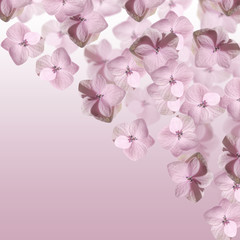 Delicate floral background. Lilac hydrangea 